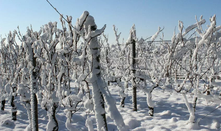 Comment les vignerons luttent contre le froid ?