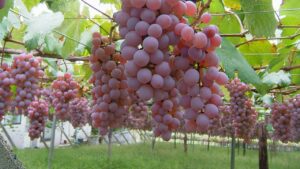 Connaissez-vous le raisin Kohsu ? On vous en parle sur le Blog Mes Vignes en Coffret