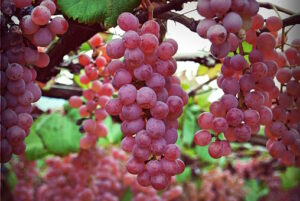 Connaissez-vous le raisin Kohsu ? On vous en parle sur le Blog Mes Vignes en Coffret