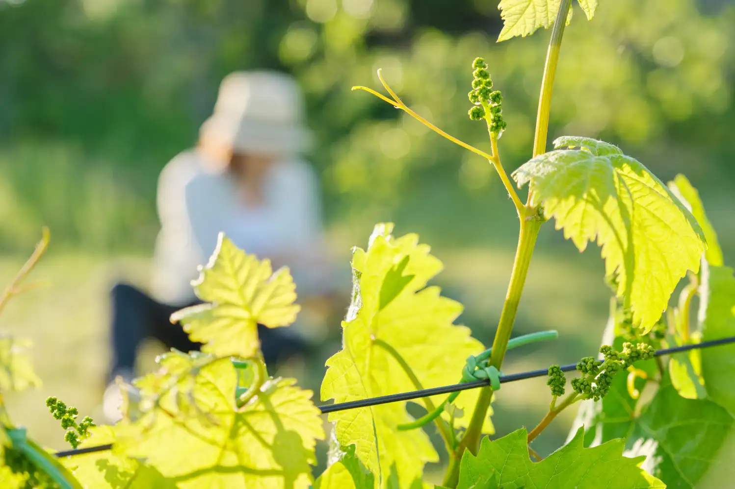 ebourgeonnage - Domaine viticole - Mes Vignes en Coffret